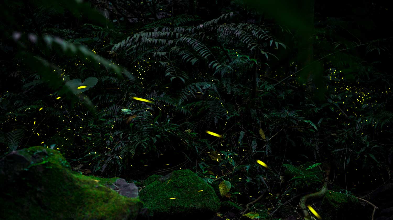 Glow Worm Spotting (naturally!)