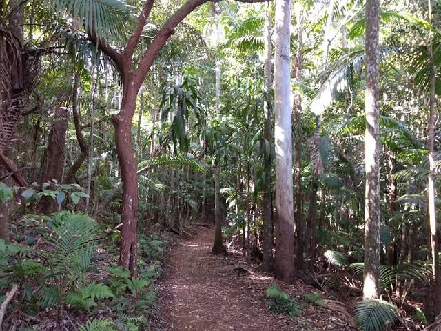 Knoll Road Lookout & Sandy Creek Track