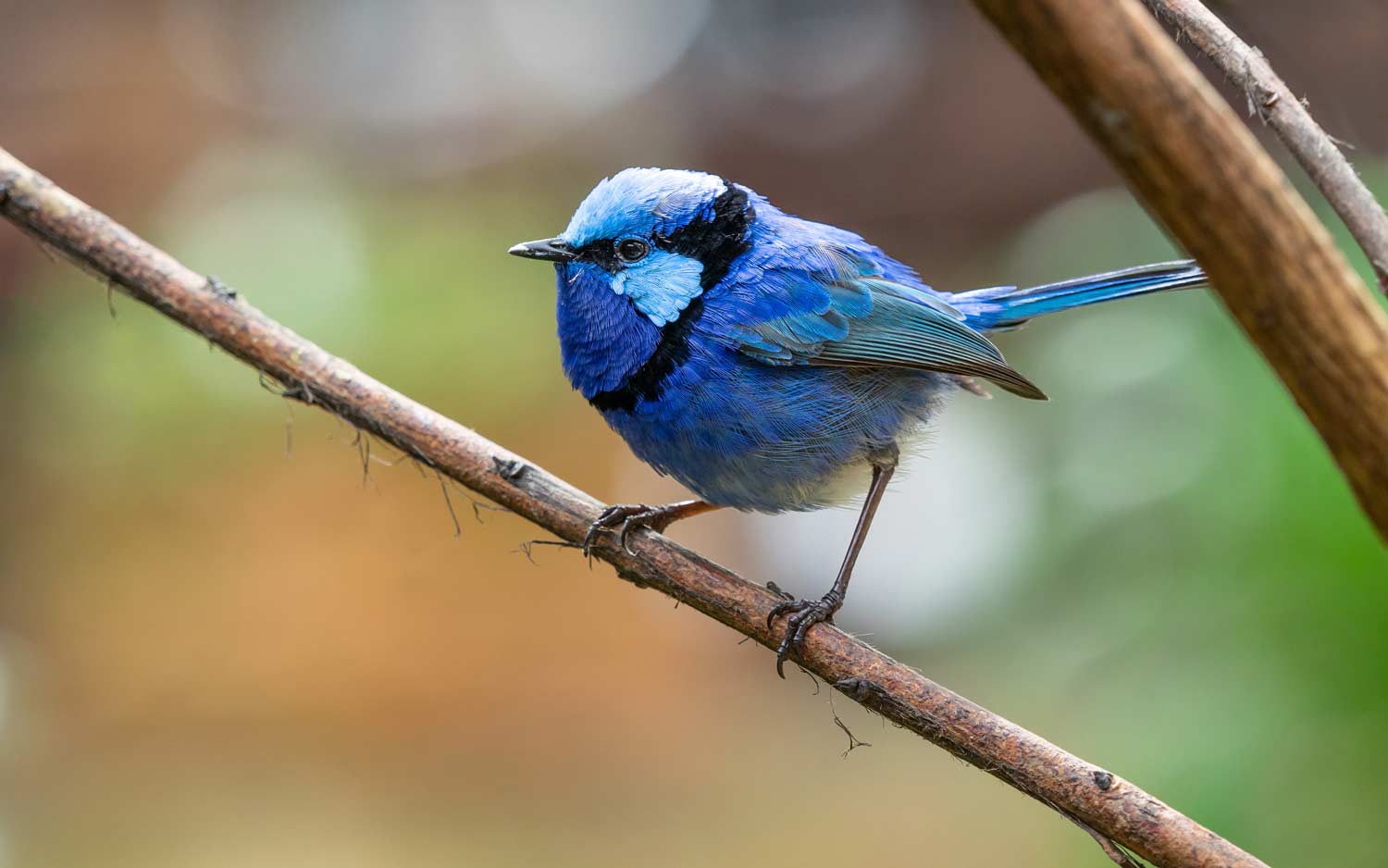 Wildlife Encounters, No Zoo Ticket Required
