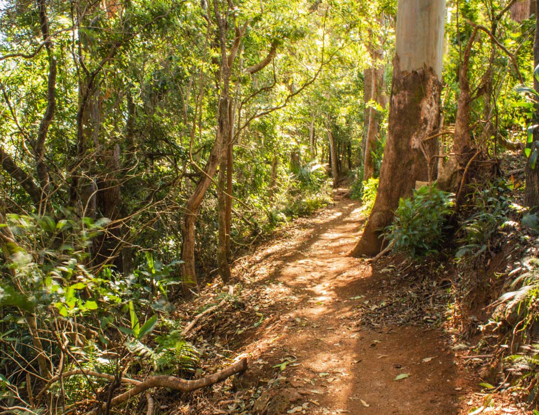 Witches Falls Track